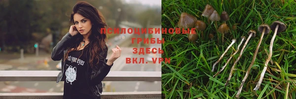 прущие грибы Елизово